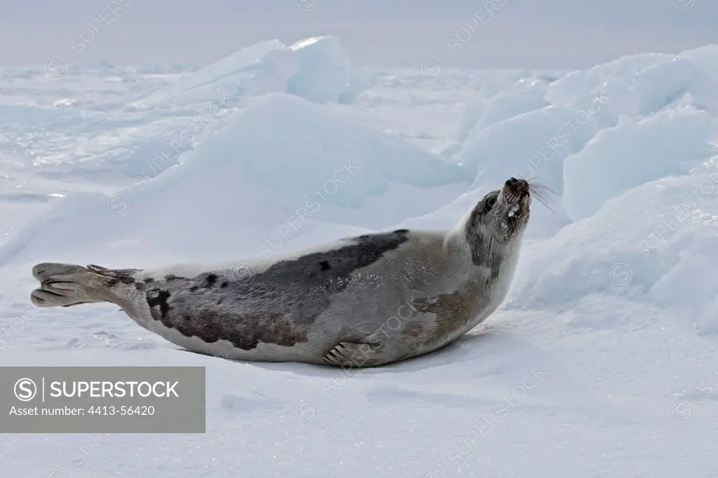 Harp seal female on Ice Madeleine Islands Quebec Canada