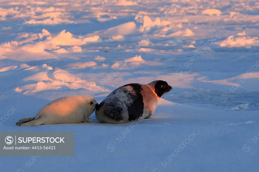 Harp seal female and whitecoat on Ice Madeleine Islands