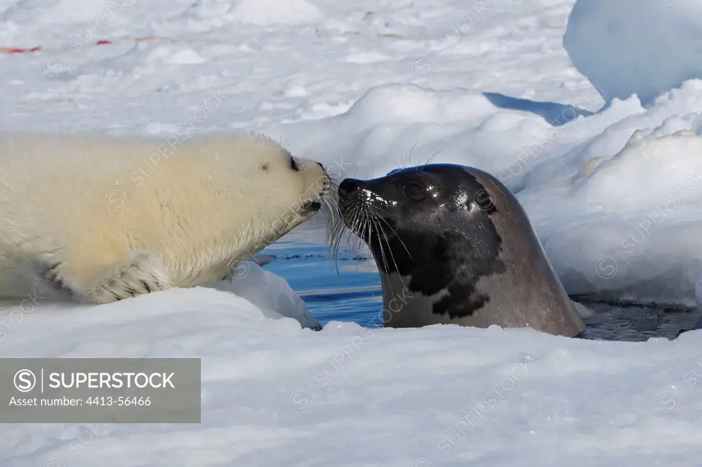 Female seal emerging from a hole in the ice and whitecoat