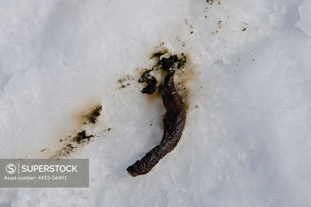 Harp seal excrement on Ice Madeleine Islands Quebec Canada