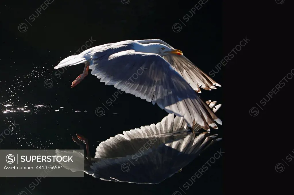 Herring gull flying Flatanger Norwegian Sea