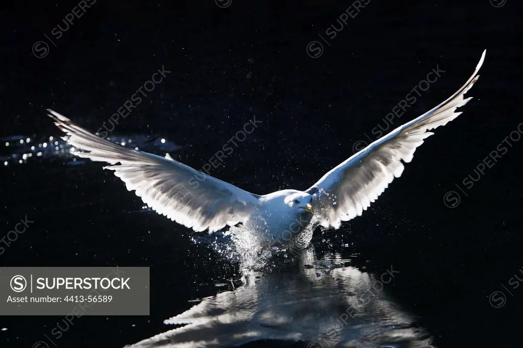 Herring gull flying away Flatanger Norwegian Sea