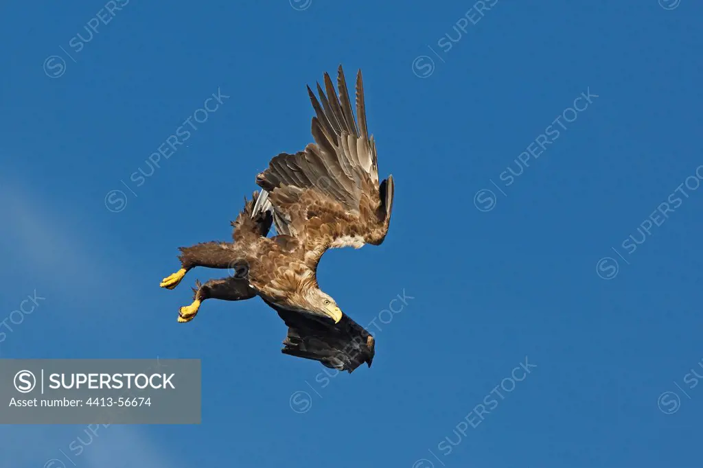 White-tailed eagle in flight Flatanger Norwegian Sea
