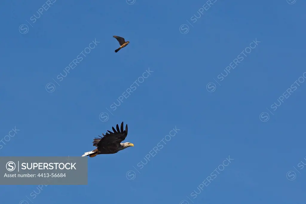 White-tailed eagle and Merlin Flatanger Norway