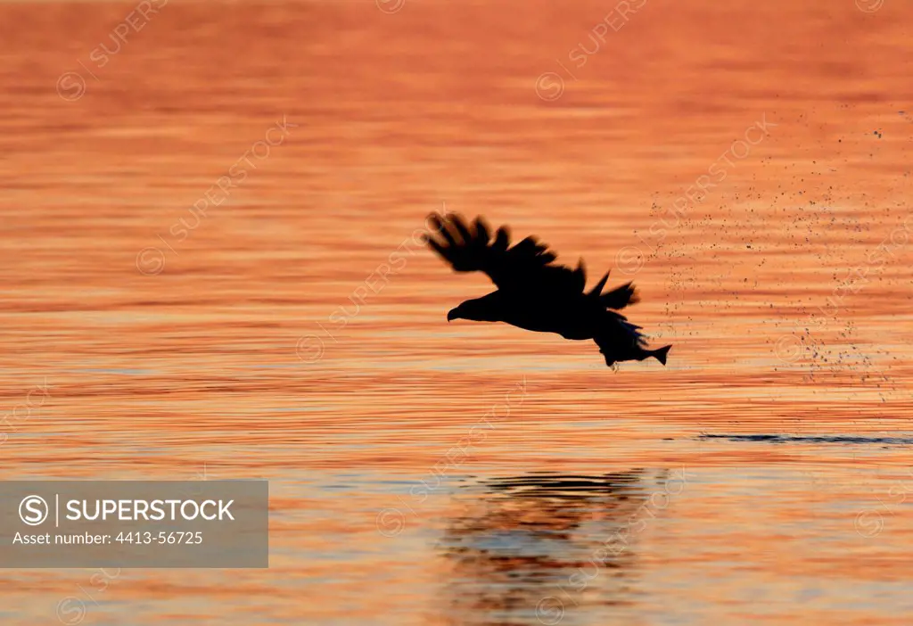 White-tailed eagle catching a fish FlatangerNorvegian Sea