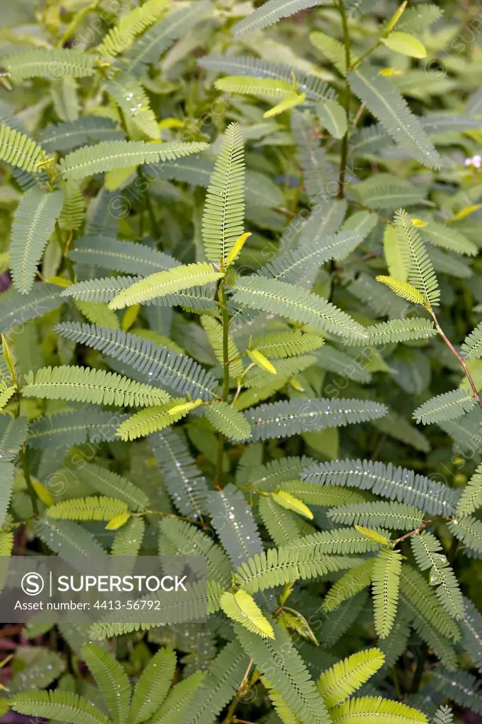 Mimosa foliage in Martinique Island