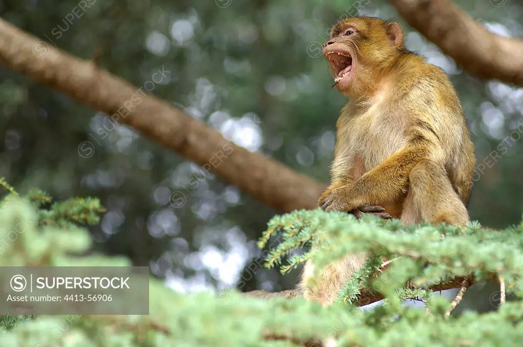 Barbary Macaque shouting in an African Cedar Morocco