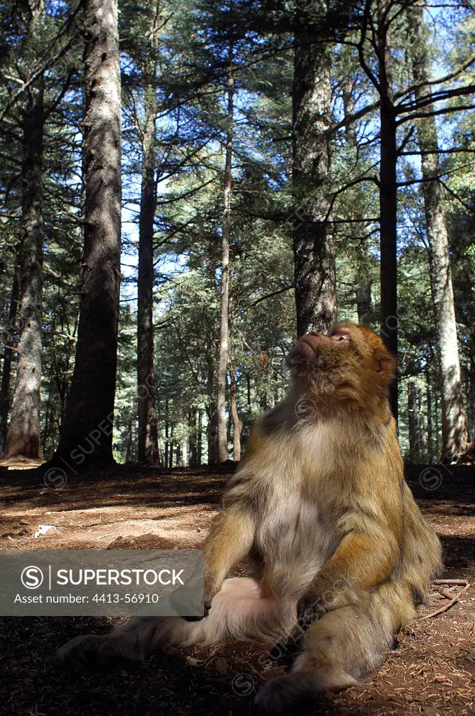 Barbary Macaque sat in an undergrowth Morocco