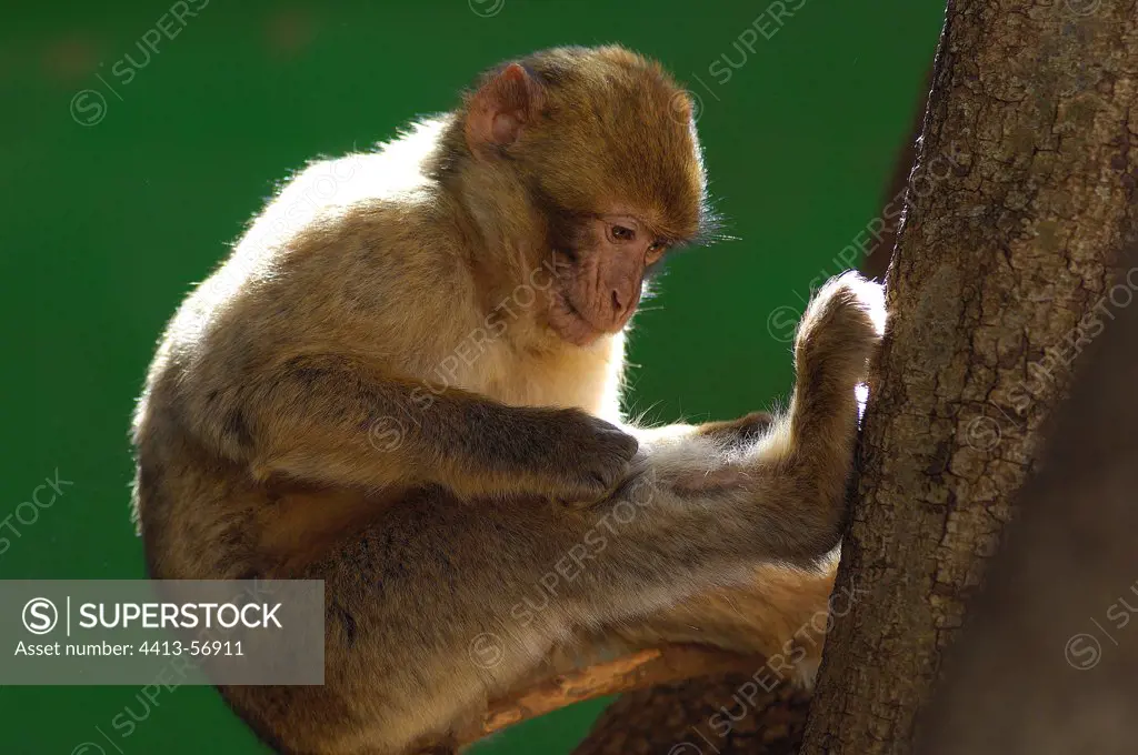 Young Barbary Macaque grooming Morocco