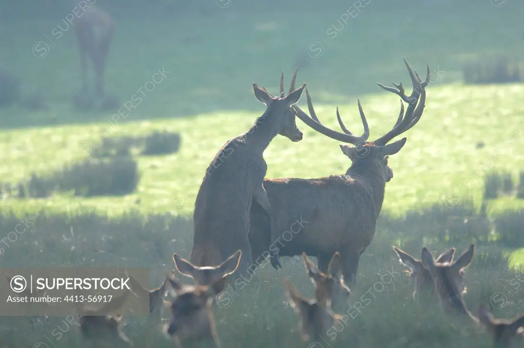 Red Deer hind in heat riding a deer Moselle