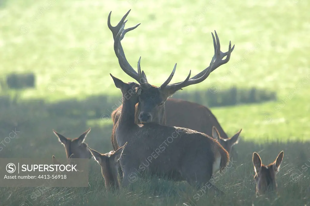 Male Red Deer and hinds in heat Moselle France