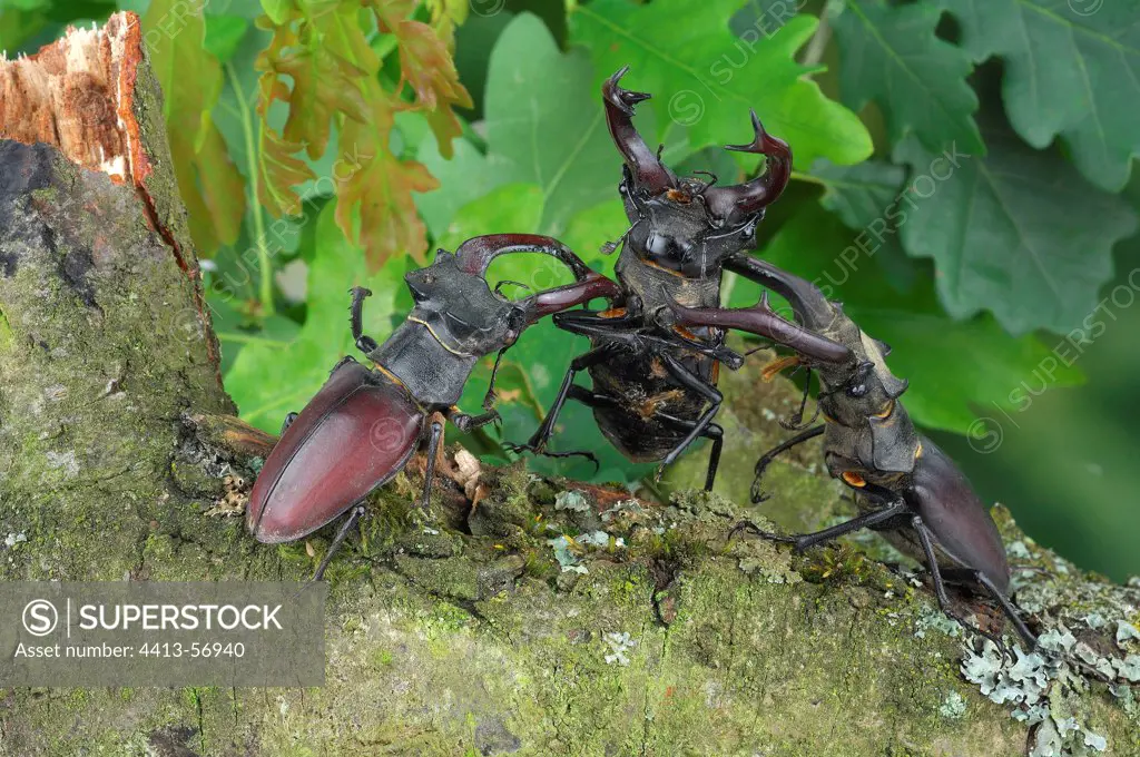 Male Stag Beetles fighting Meurthe-et-Moselle France
