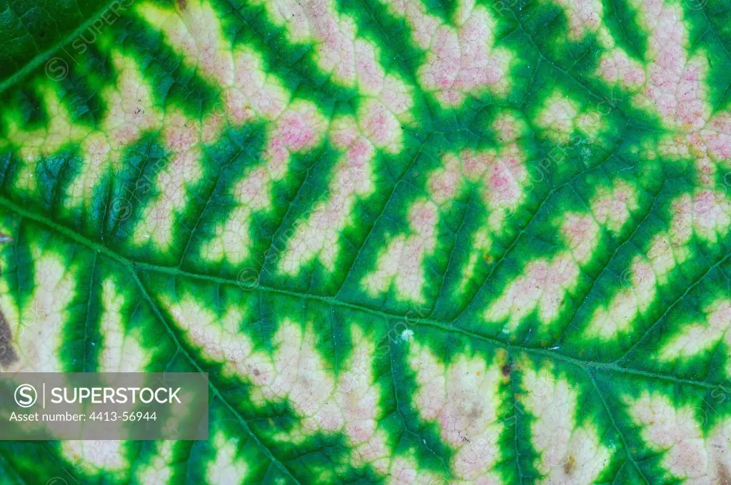 Close-up of an American Red Raspberry leaf France