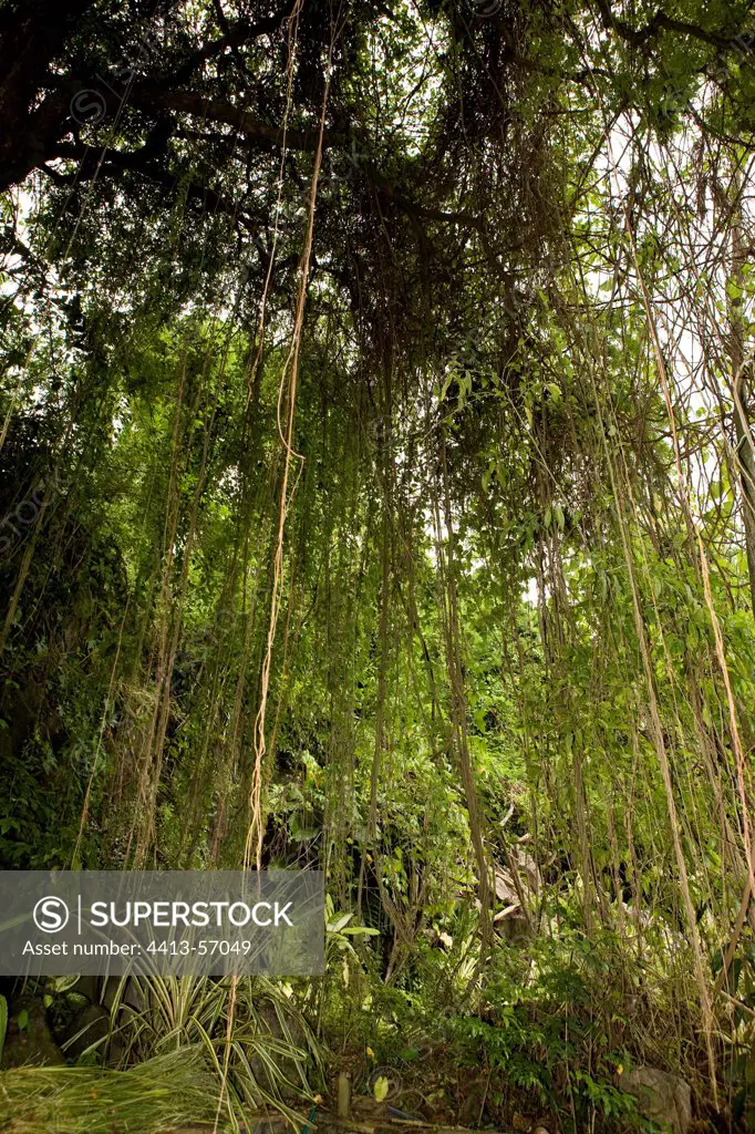 Tropical forest in Martinique Island