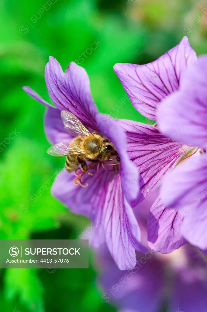 Bee gathering nectar of a geranium in bloom in a garden