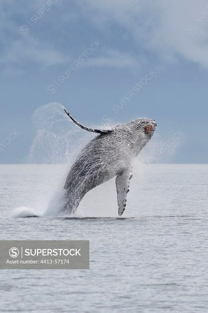 Humpback whale breaching Alaska