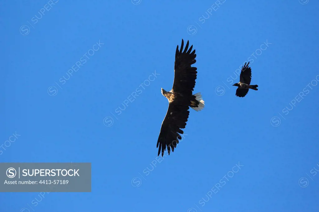 Raven harassing White-tailed eagle Flatanger Norway
