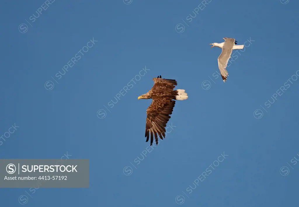Gull harassing White-tailed eagle Flatanger Norway