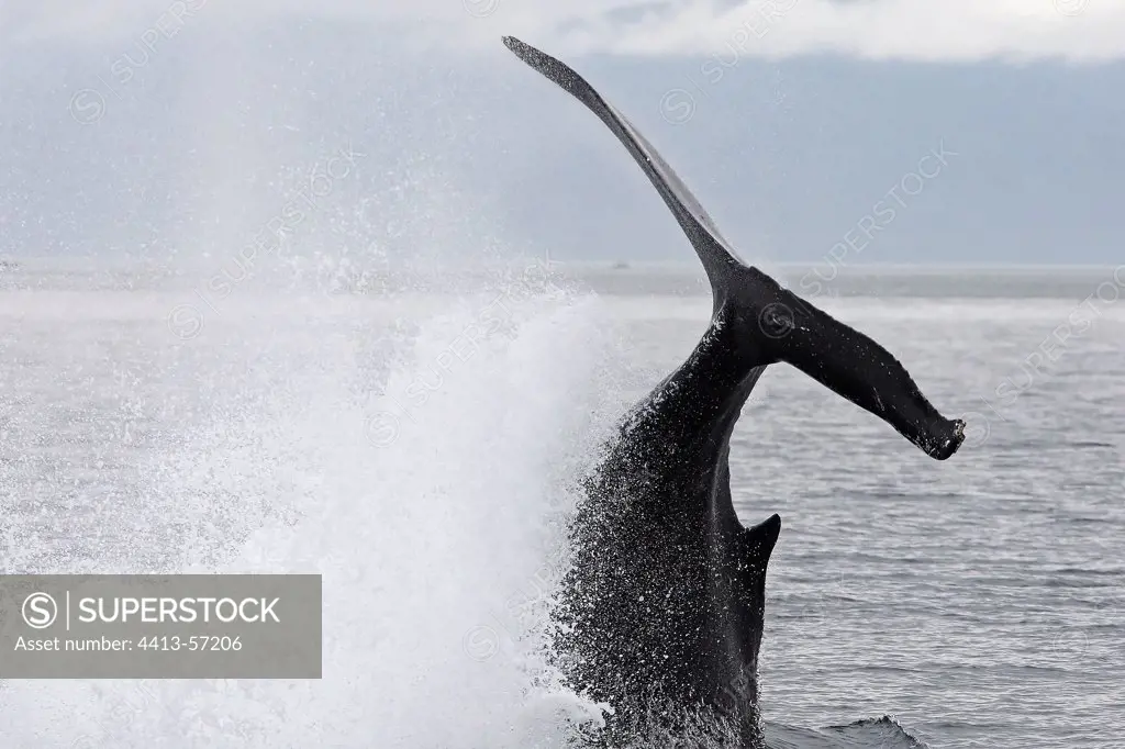 Humpback whale flapping water with its tail fin Alaska