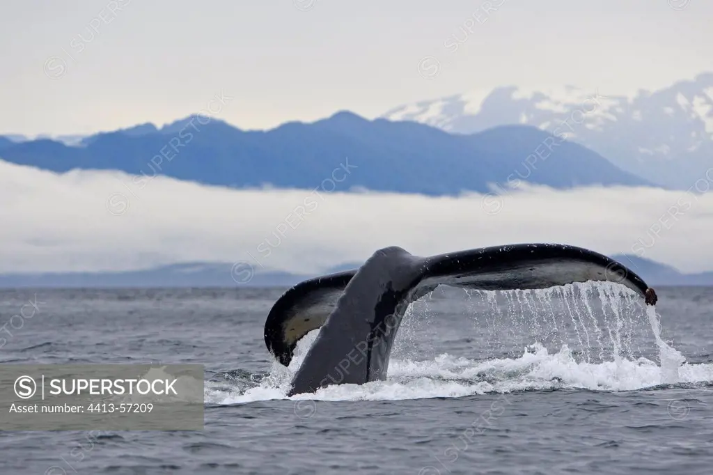 Tail fin of a Humpback whale Alaska