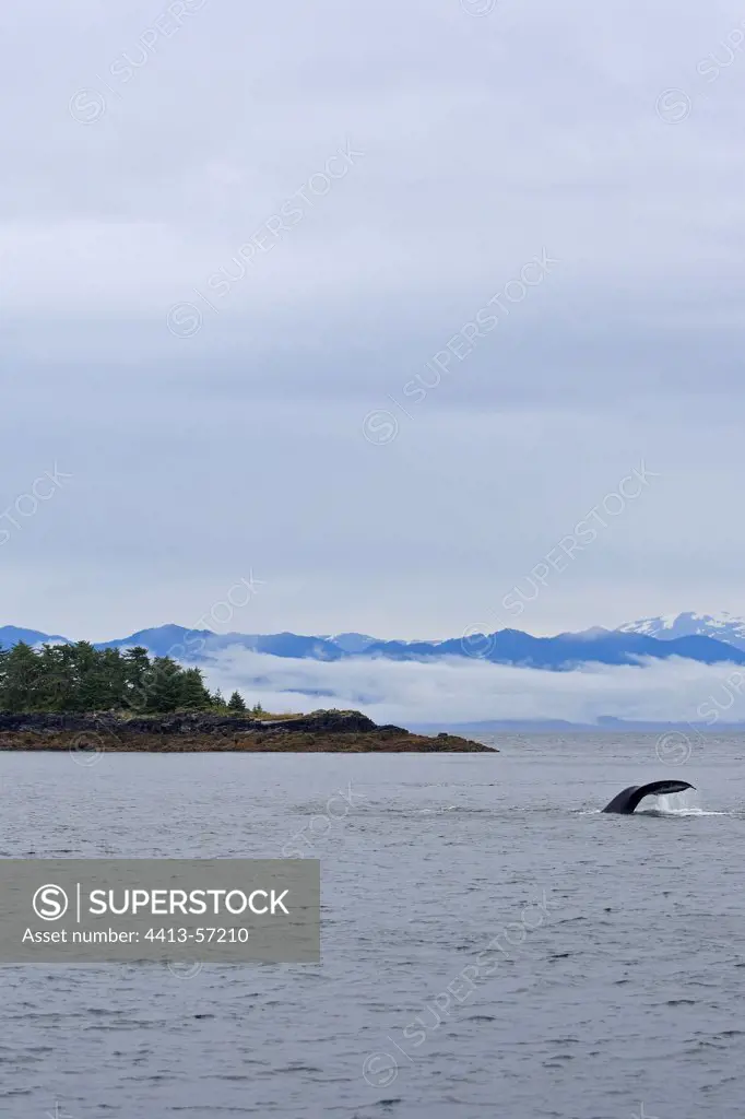 Tail fin of a Humpback whale Alaska