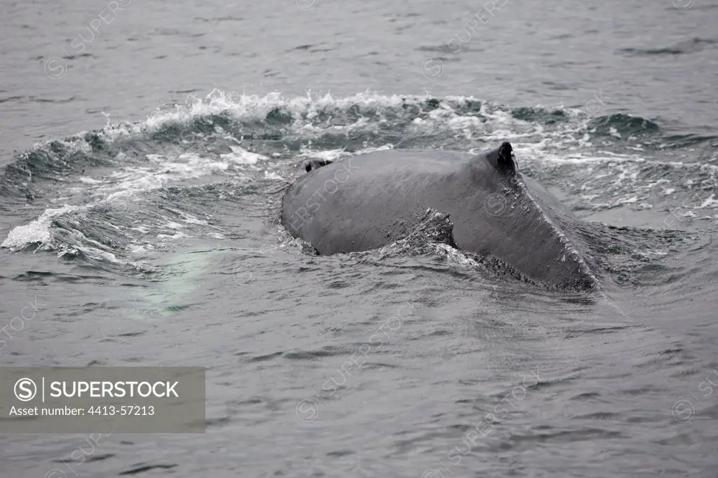 Blowhole of a Humpback whale Alaska