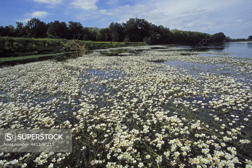 Water buttercup flowers Loire river France
