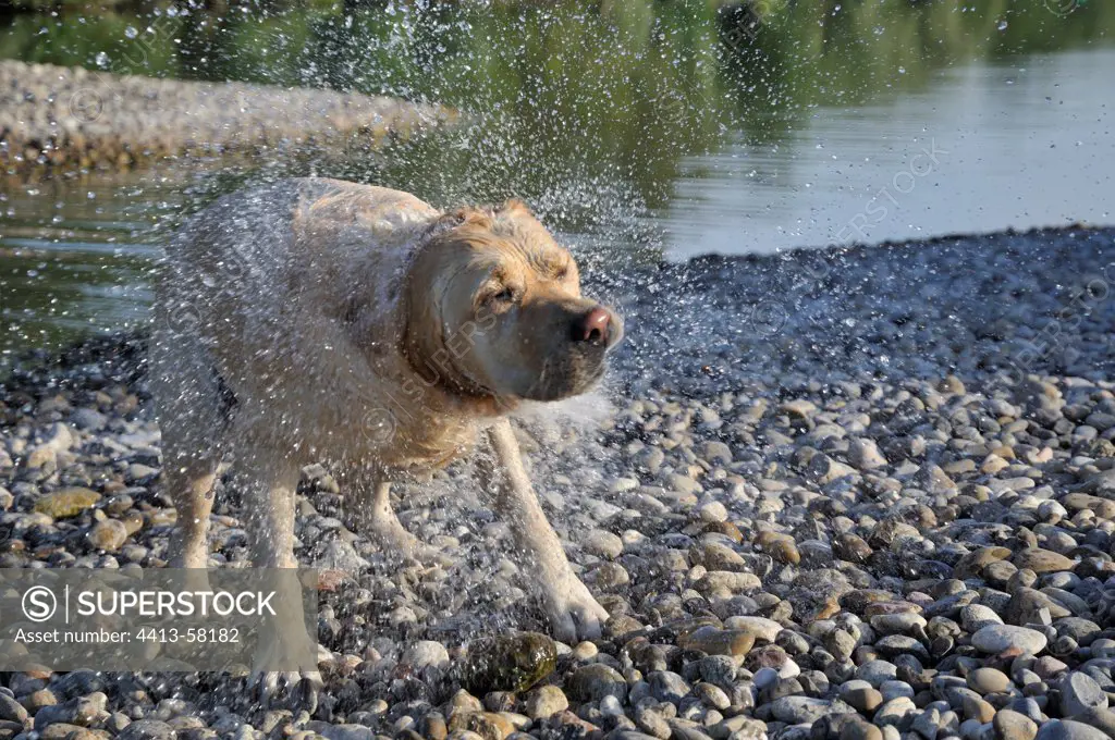 Labrador dog is shaking after swimming