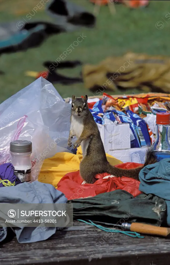 Americain Red Squirrel on a camping table Elk IslandCanada