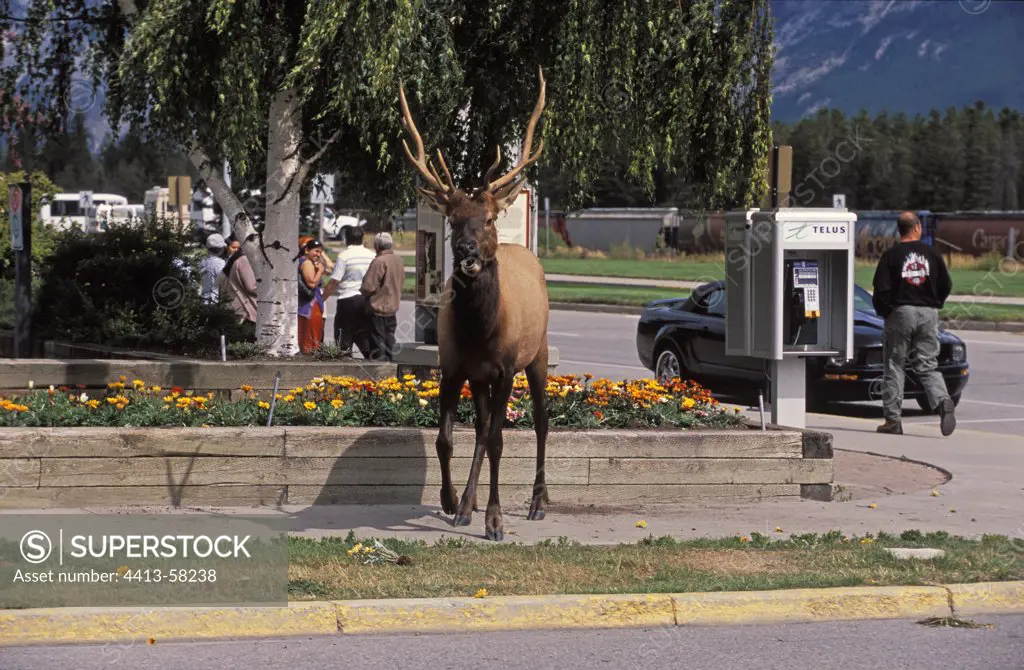 Male elk in the streets of Jasper Alberta Canada
