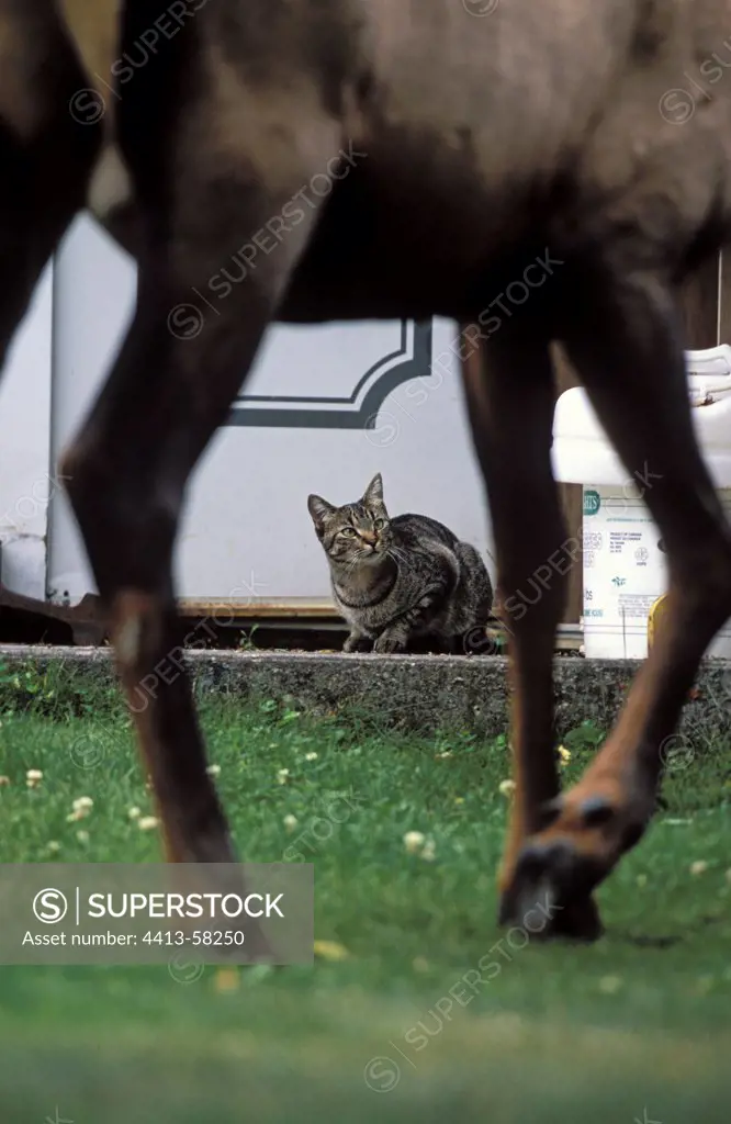 Cat observing a Wapiti in the streets of Jasper Canada
