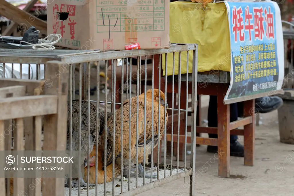 Domestic poultry on the market in a village near Lugu Lake