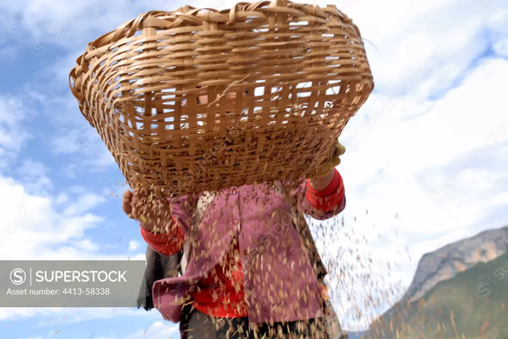 Moso woman winnowing Rice near Lake Lugu