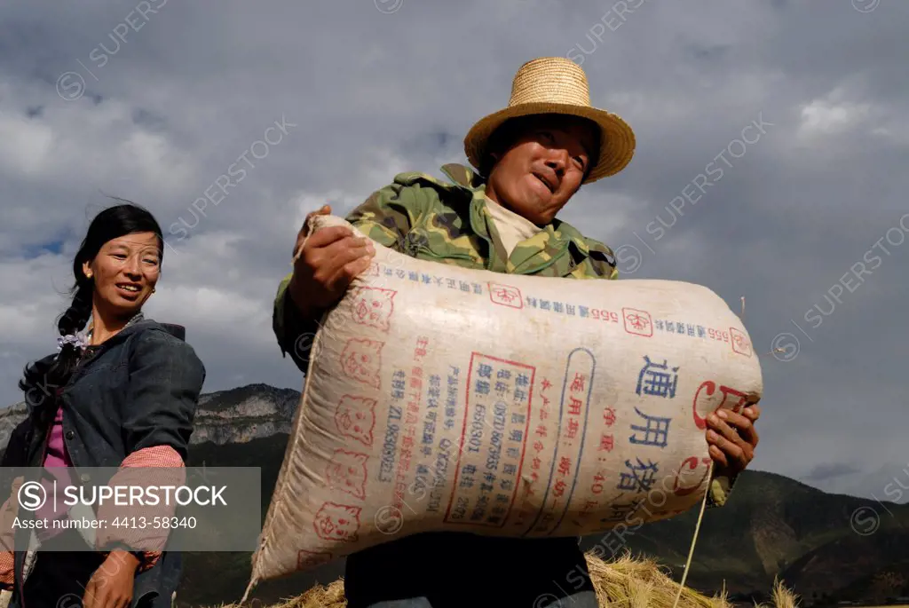 Moso farmer during the harvest of rice near Lugu Lake