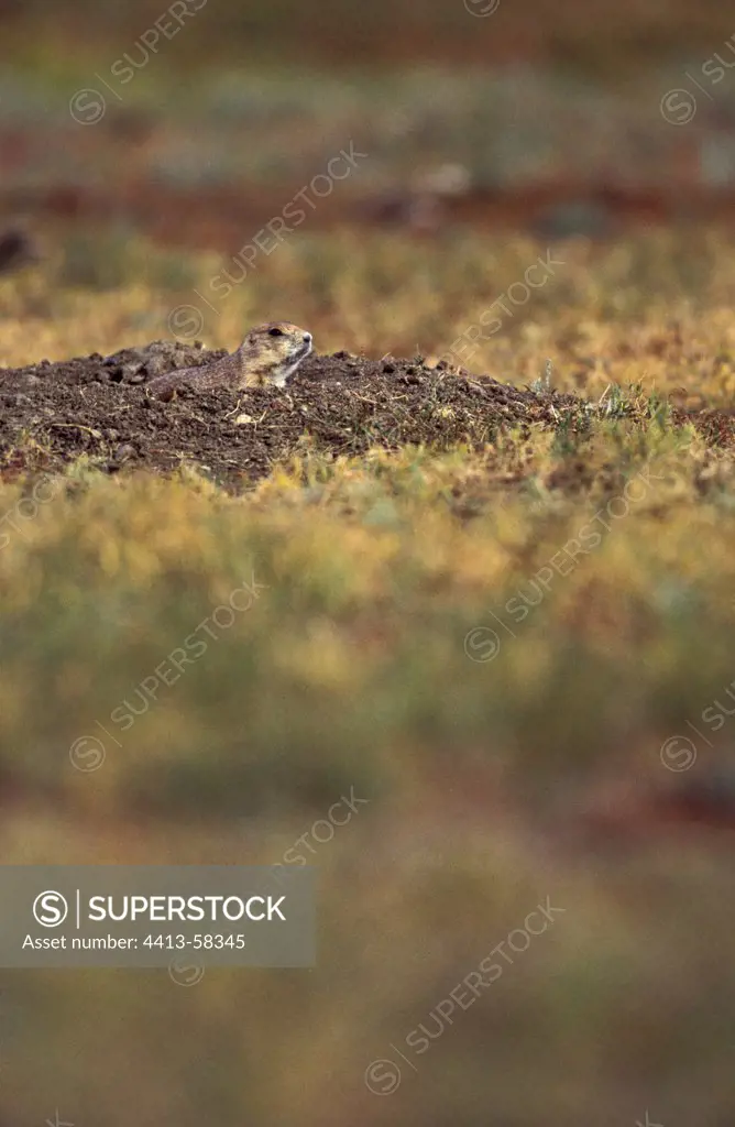 Prairie Dog in burrow Grasslands National Park