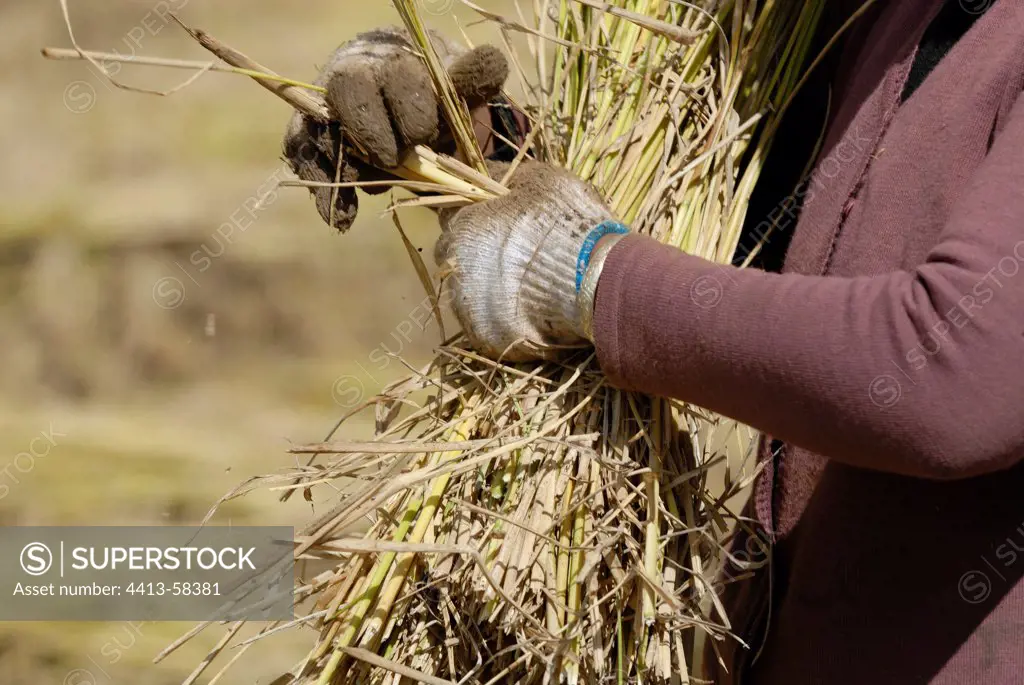 Moso peasant putting Rice in Yunnan fagot