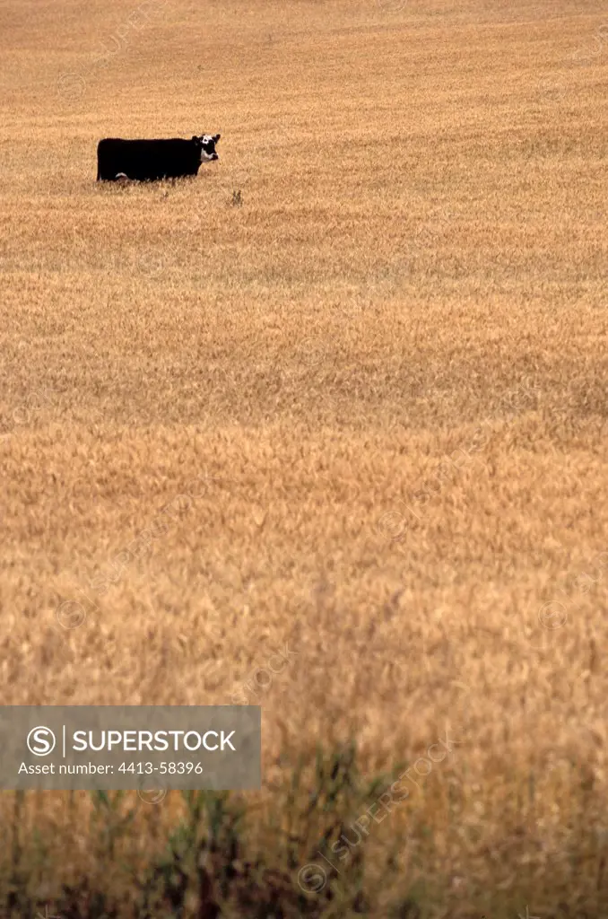 Cow in a field of grain Badlands Alberta Canada