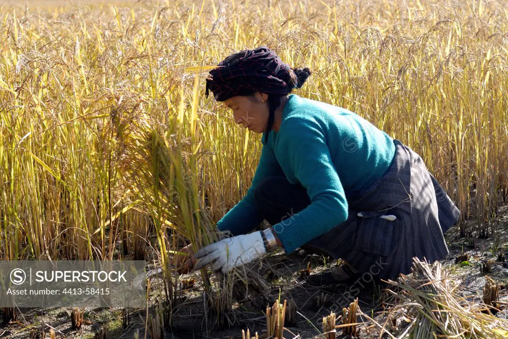 Moso peasant cutting the rice sickle Yunnan China