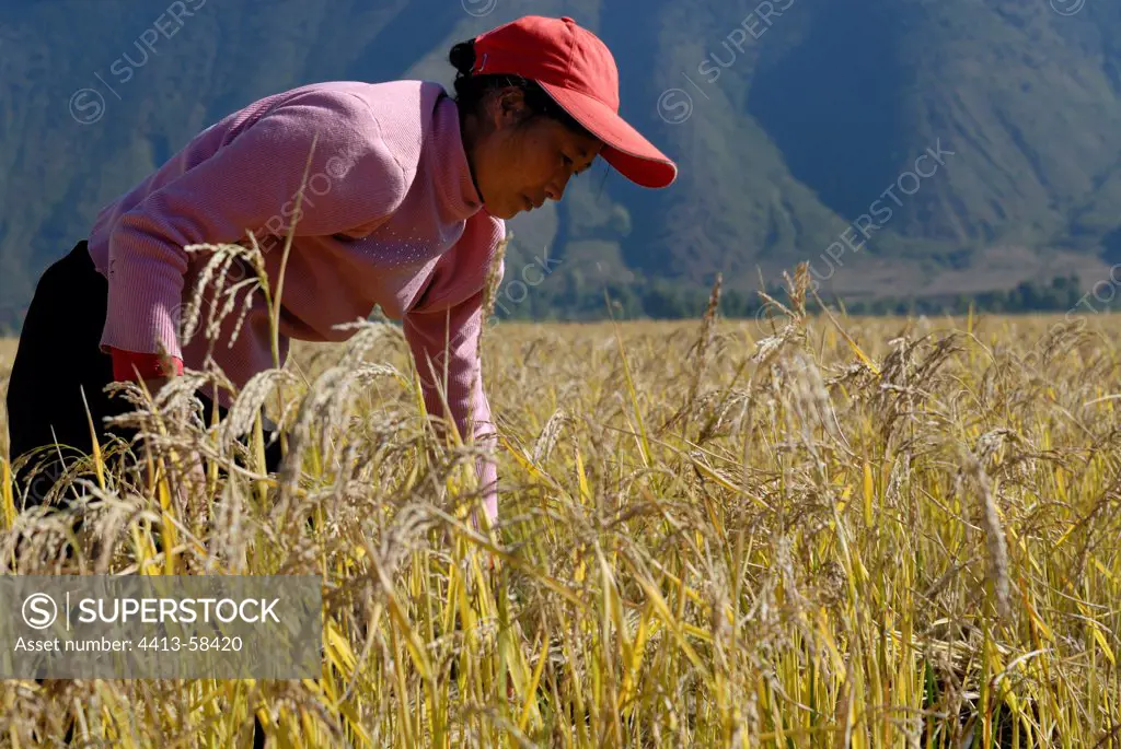 Farmers Moso during the harvest of rice Yunnan China