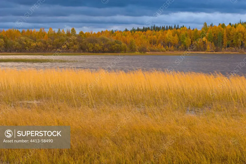 Lake and Boreal forest in fall Lapland Finland