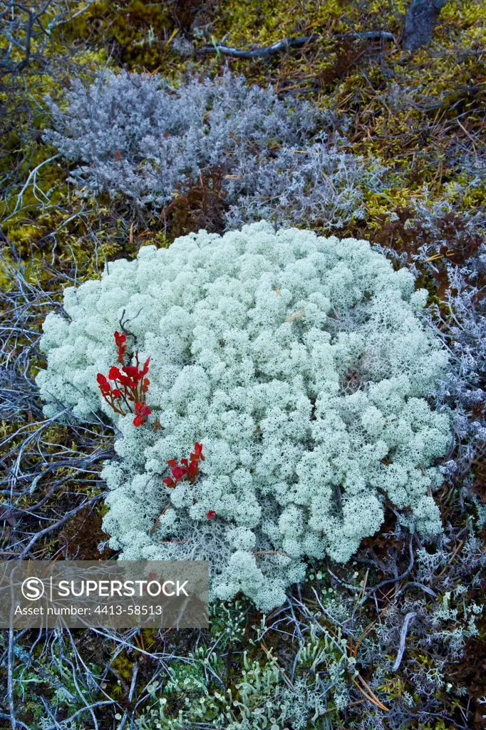 Lichen in autumn Lapland Finland