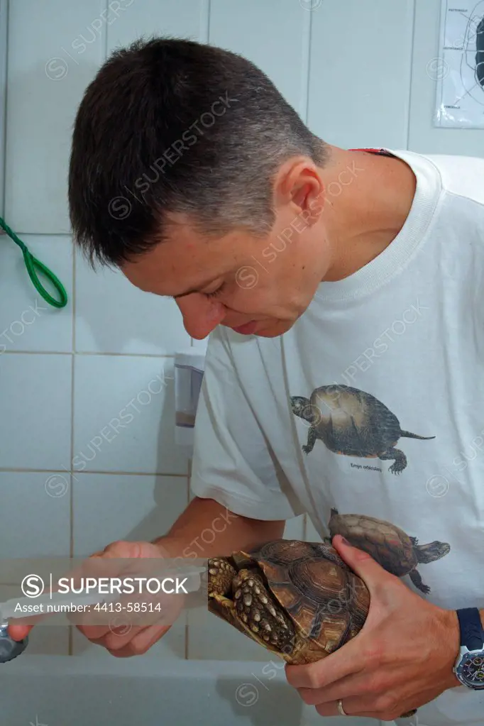Trainer giving vitamins to an african spurred tortoise