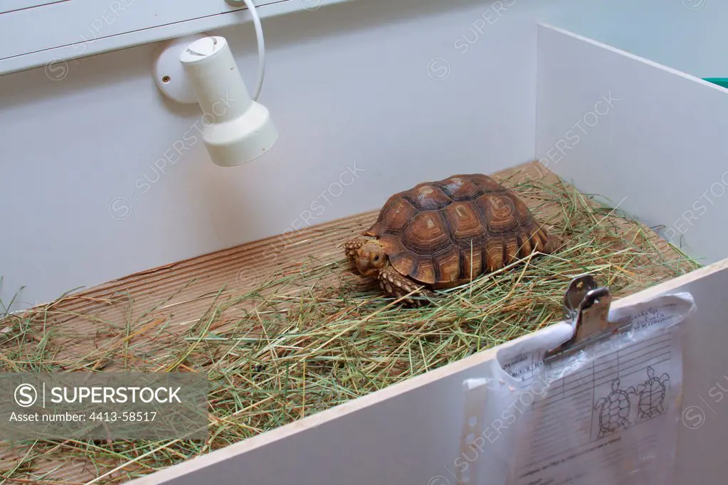 African spurred tortoise under observation in a tray Var Fra
