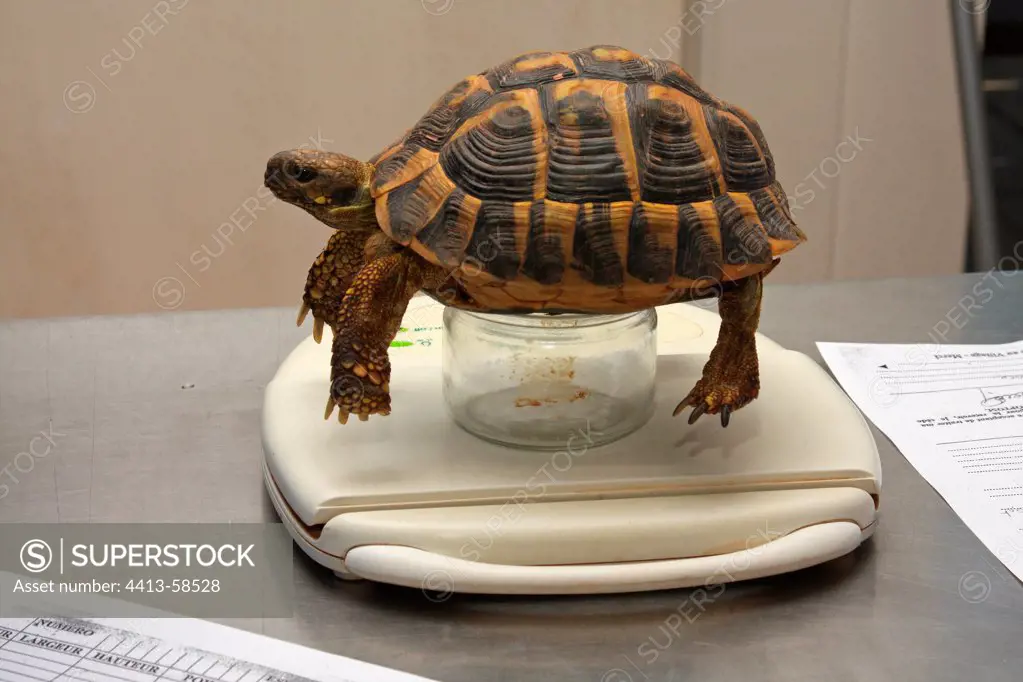 Weighing of an Hermann's Tortoise on a scale France