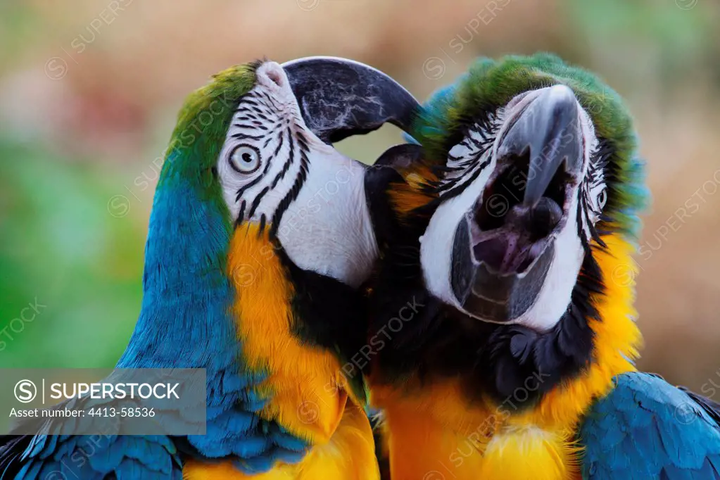 Couple of Blue and yellow Macaws grooming