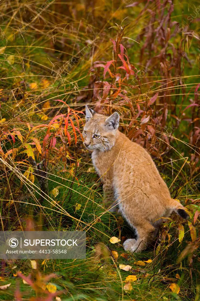 Eurasian Lynx in undergrowth in autumn Lapland Finland
