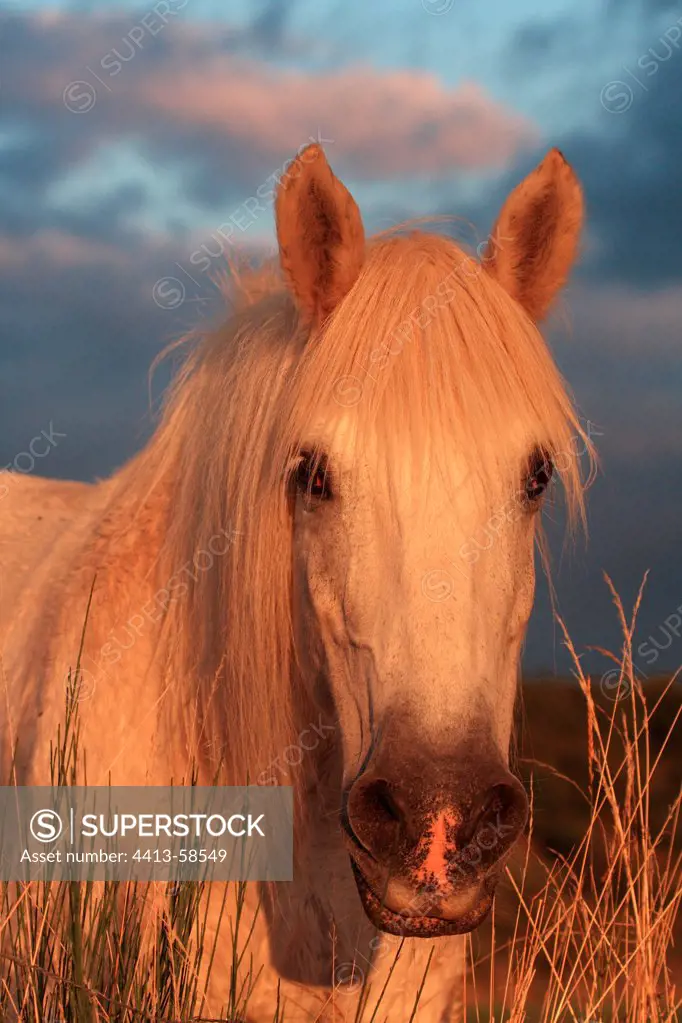 Portrait of an old mare at dusk Auvergne France
