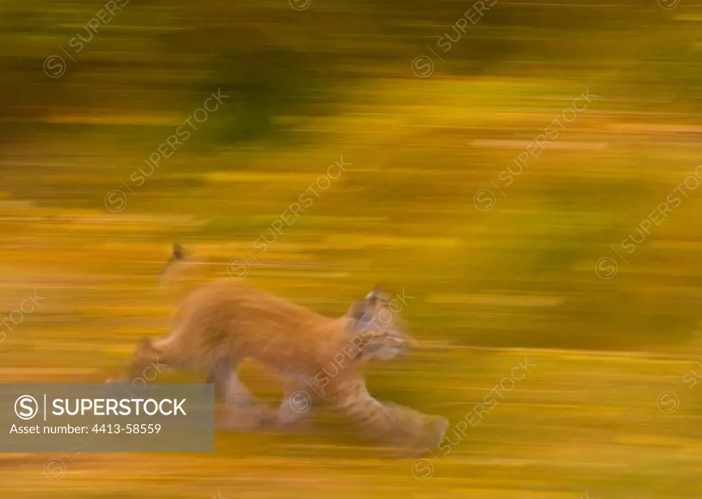 Eurasian Lynx running autumn Lapland Finland