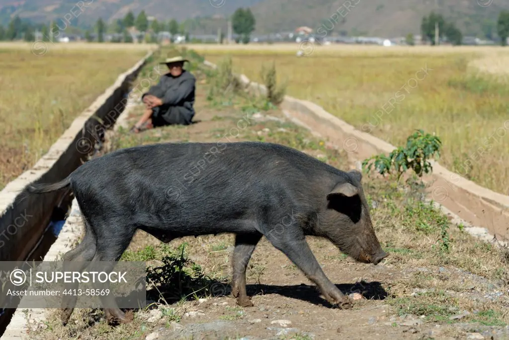 A pig and its goalkeeper in Yunnan China