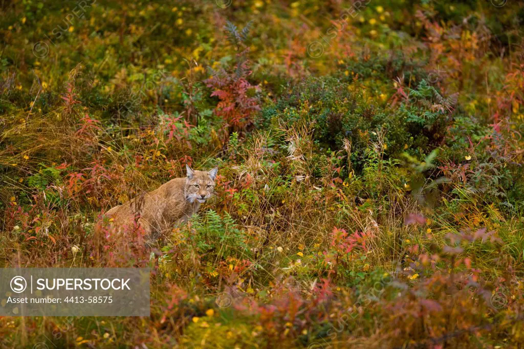 Eurasian Lynx autumn Lapland Finland